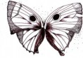 /album/fotogaleria-obra/mariposa05-jpg/